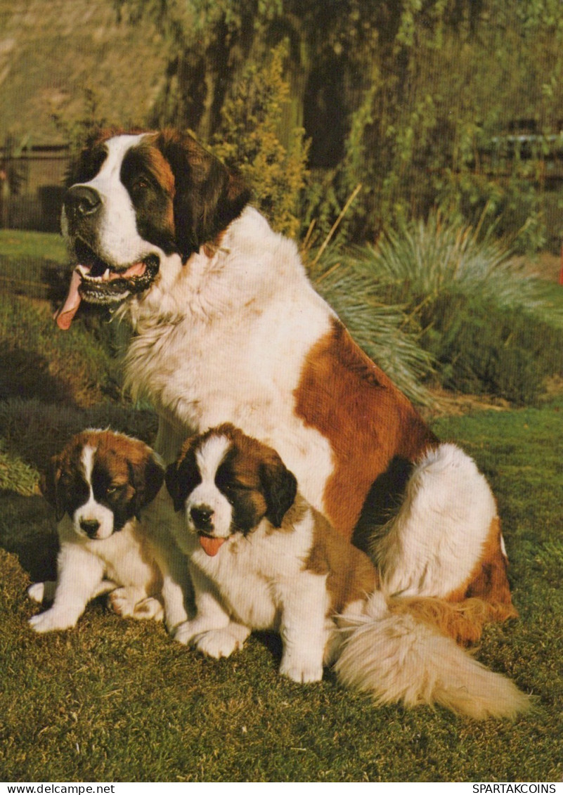 CANE Animale Vintage Cartolina CPSM #PAN474.IT - Hunde