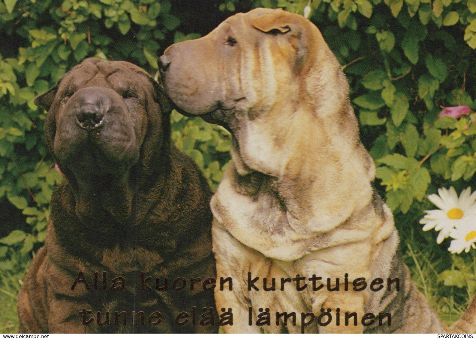 CANE Animale Vintage Cartolina CPSM #PAN669.IT - Honden
