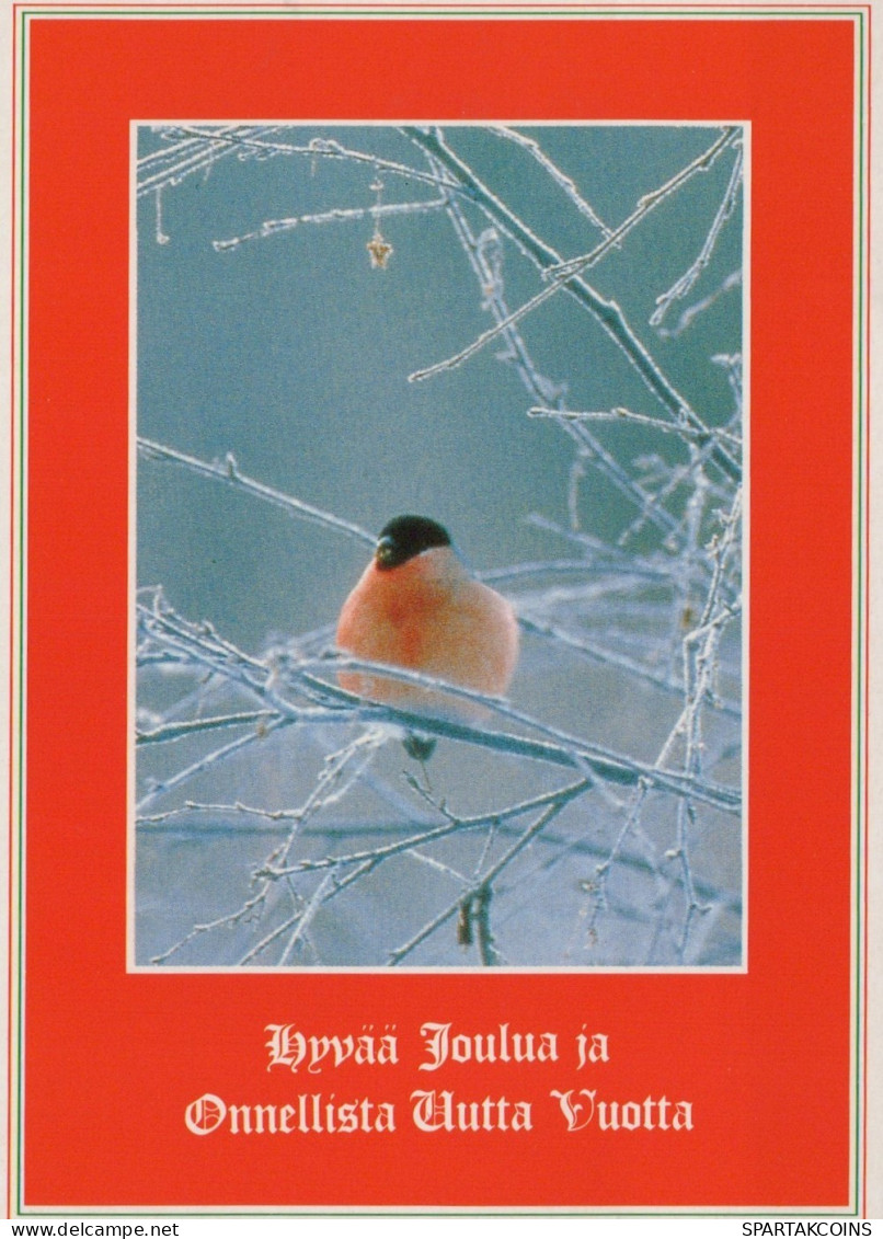 UCCELLO Animale Vintage Cartolina CPSM #PAN100.IT - Pájaros