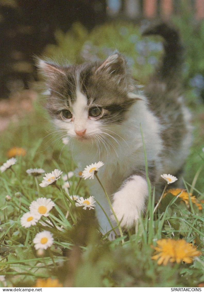 GATTO KITTY Animale Vintage Cartolina CPSM #PAM536.IT - Cats