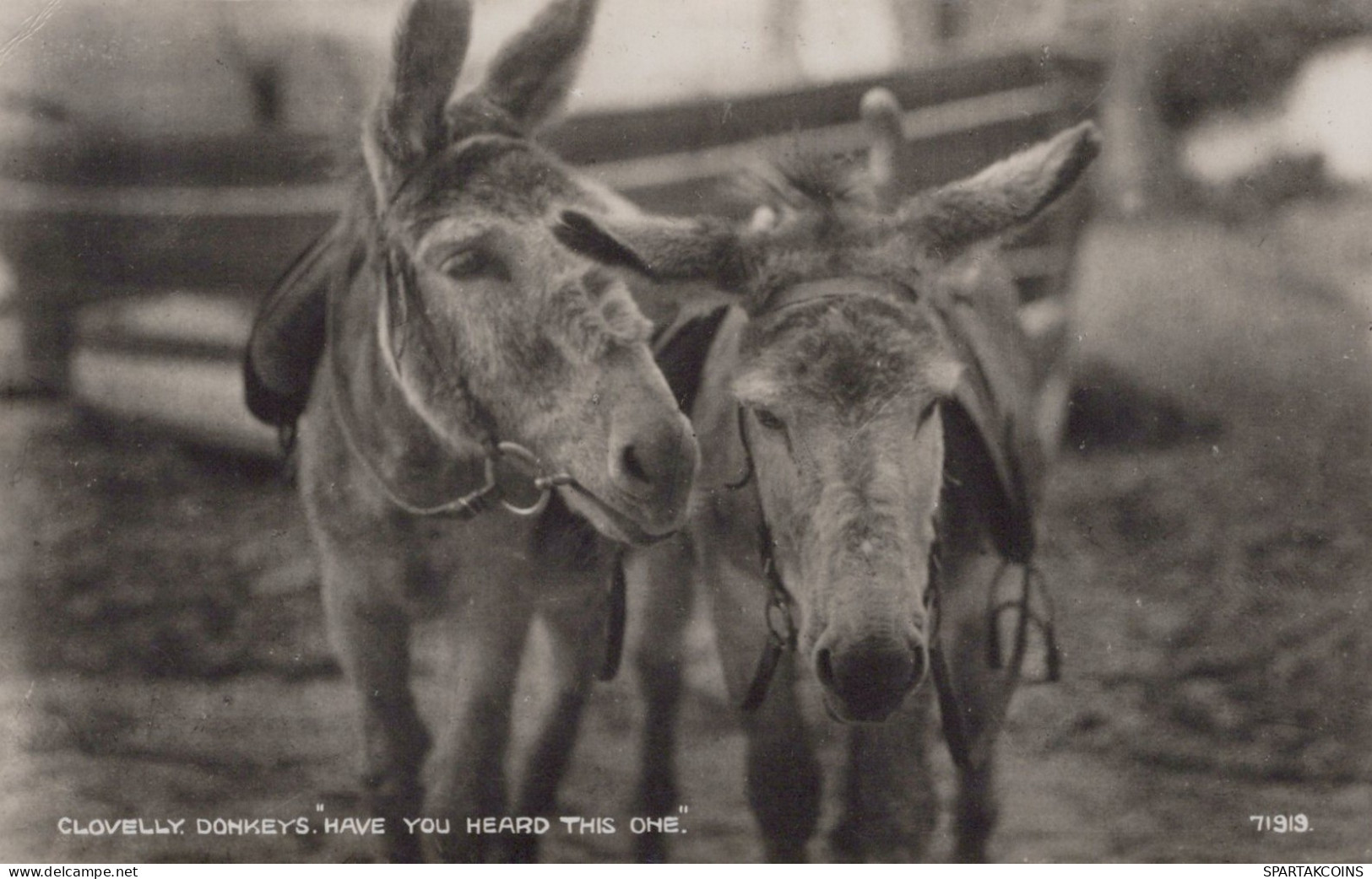 DONKEY Animals Vintage Antique Old CPA Postcard #PAA037.GB - Ezels