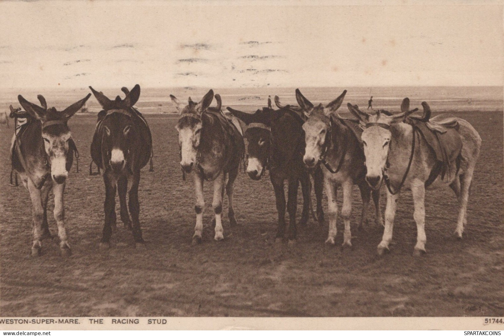 ASINO Animale Vintage CPA Cartolina #PAA224.IT - Donkeys