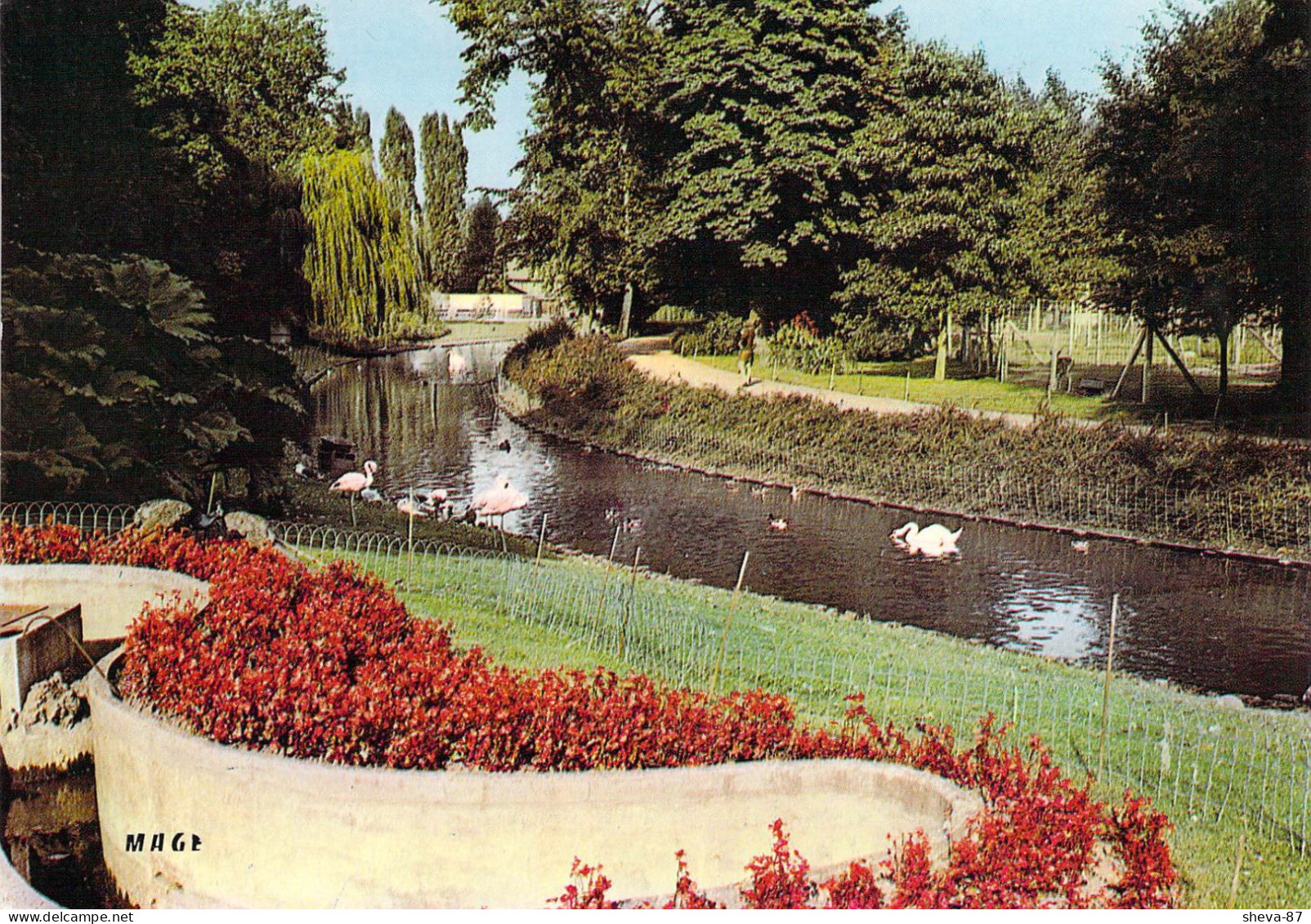 80 - Amiens - Parc Zoologique : Le Lac Aux Cygnes - Amiens