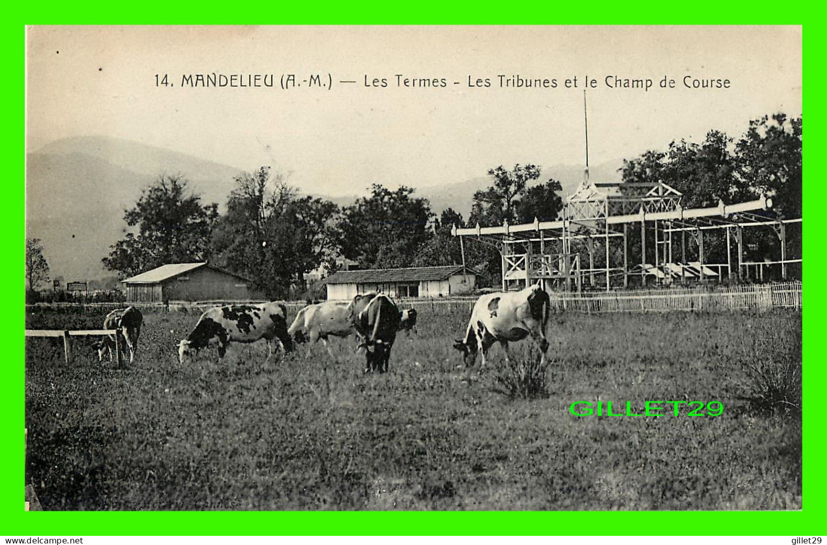 MANDELIEU-LA-NAPOULE (06) - LES TERMES -LES TRIBUNES ET LE CHAMP DE COURSE - TROUPEAU DE VACHES - - Grasse