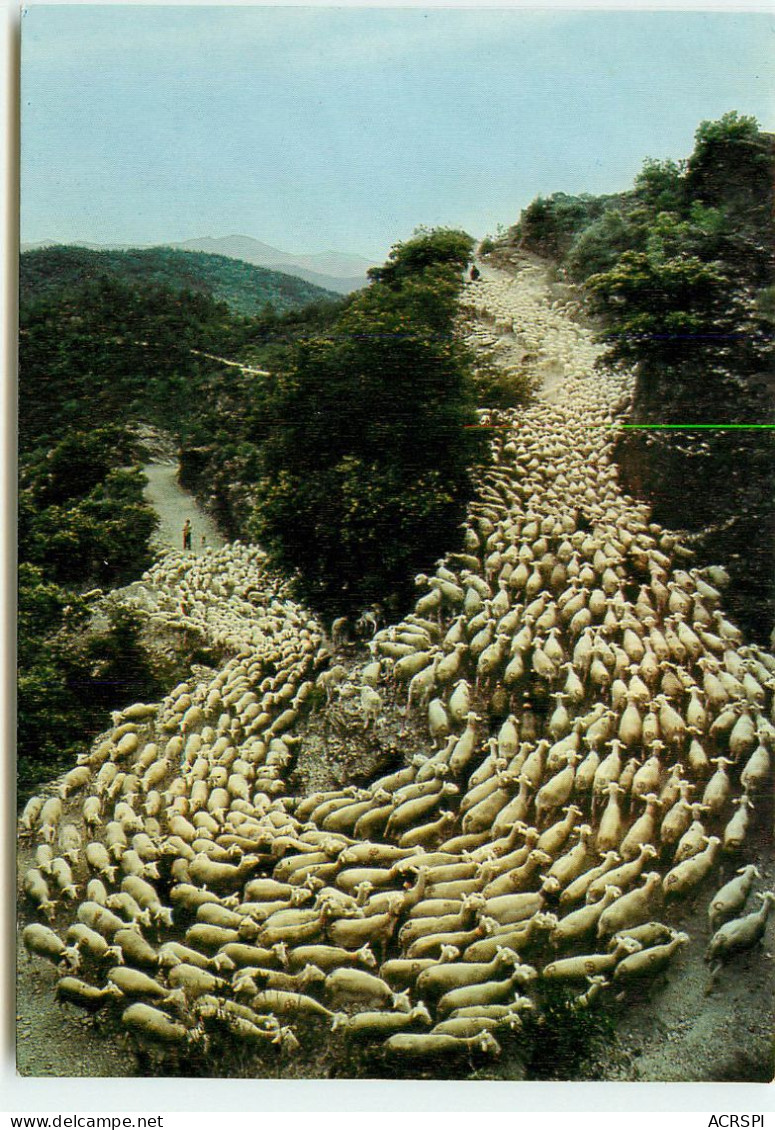 La TRANSHUMANCE  SS 1354 - Breeding