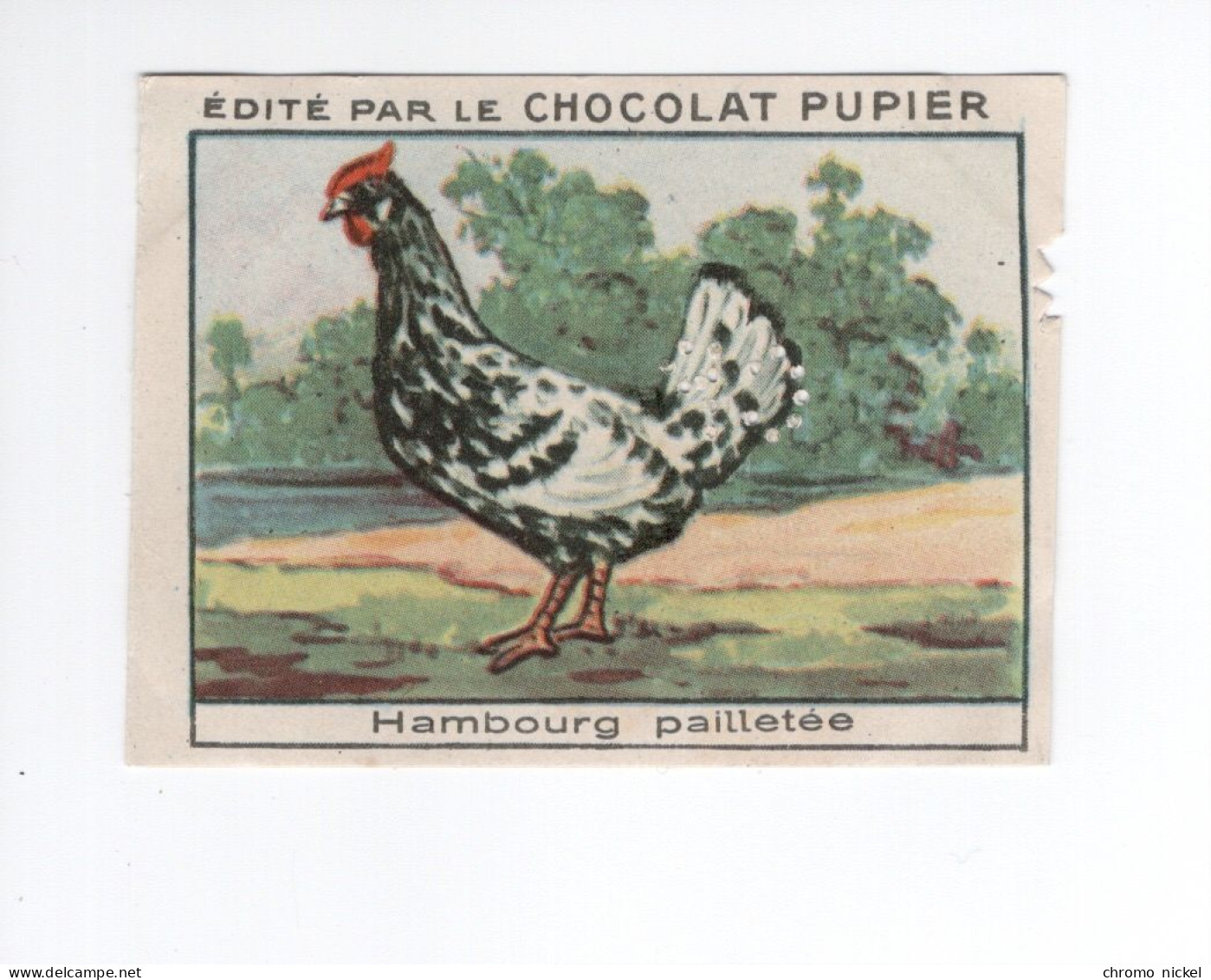 Chromo Poule Hambourg Pailletée  Didactique Au Dos  Pub: Chocolat Pupier 68 X 51 Mm  2 Scans - Autres & Non Classés