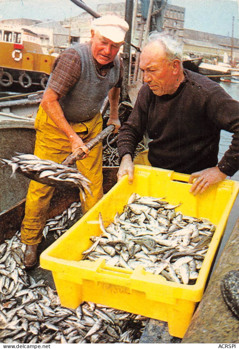 29 Guilvinec Déchargement Des Sardines  (scan R/V) 12 \PC1207 - Guilvinec