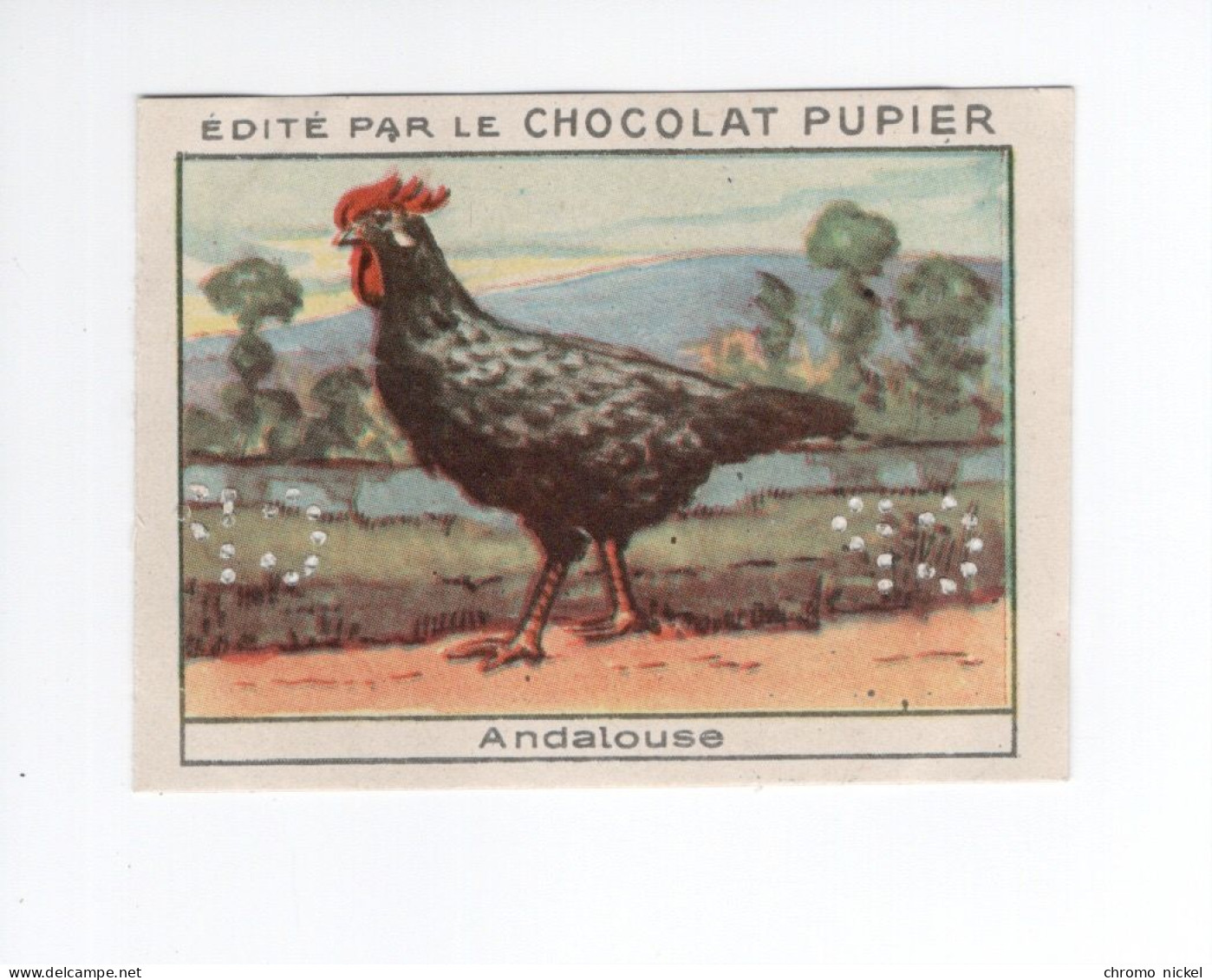 Chromo Poule Andalouse  Didactique Au Dos  Pub: Chocolat Pupier 68 X 51 Mm  2 Scans - Other & Unclassified