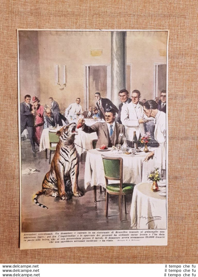 Retrocopertina La Domenica Del Corriere 1938 Bruxelles Domatore Tigre Ristorante - Autres & Non Classés