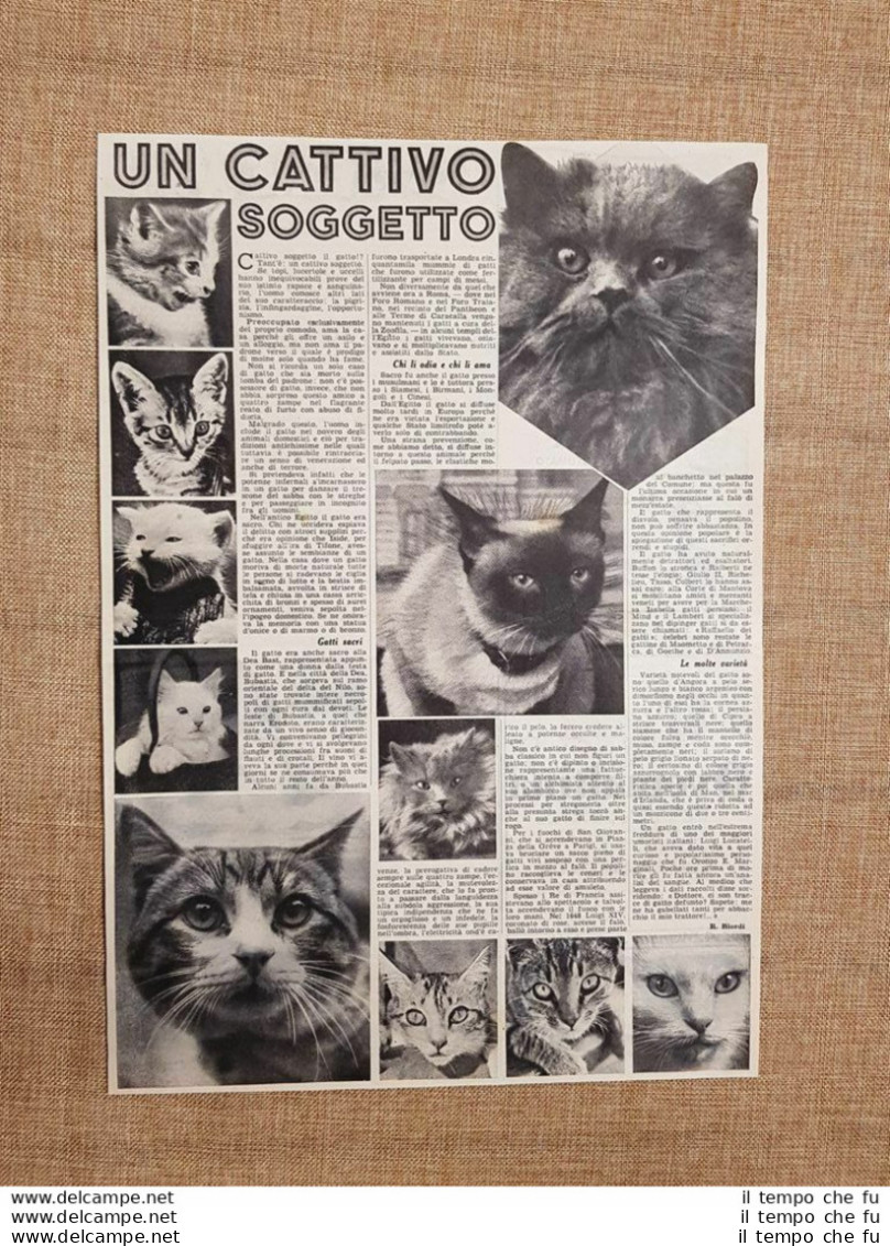 Il Gatto Un Cattivo Soggetto Articolo Autentico Con Foto Del 1939 - Autres & Non Classés