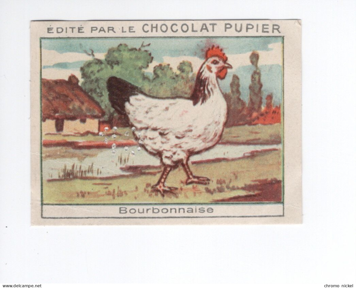 Chromo Poule Bourbonnaise Didactique Au Dos  Pub: Chocolat Pupier 68 X 51 Mm  2 Scans - Autres & Non Classés