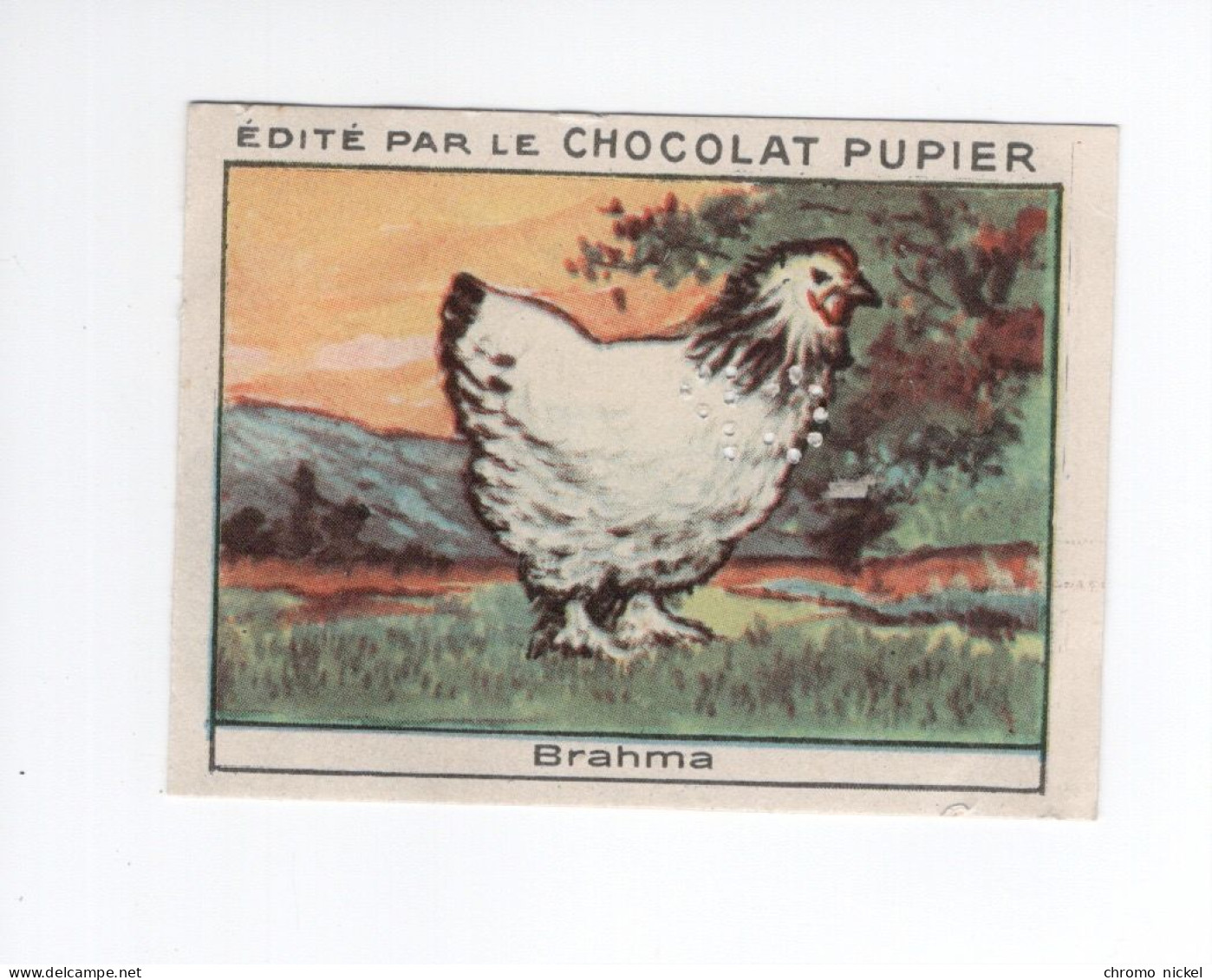 Chromo Poule Brahma Didactique Au Dos  Pub: Chocolat Pupier 68 X 51 Mm  2 Scans - Other & Unclassified