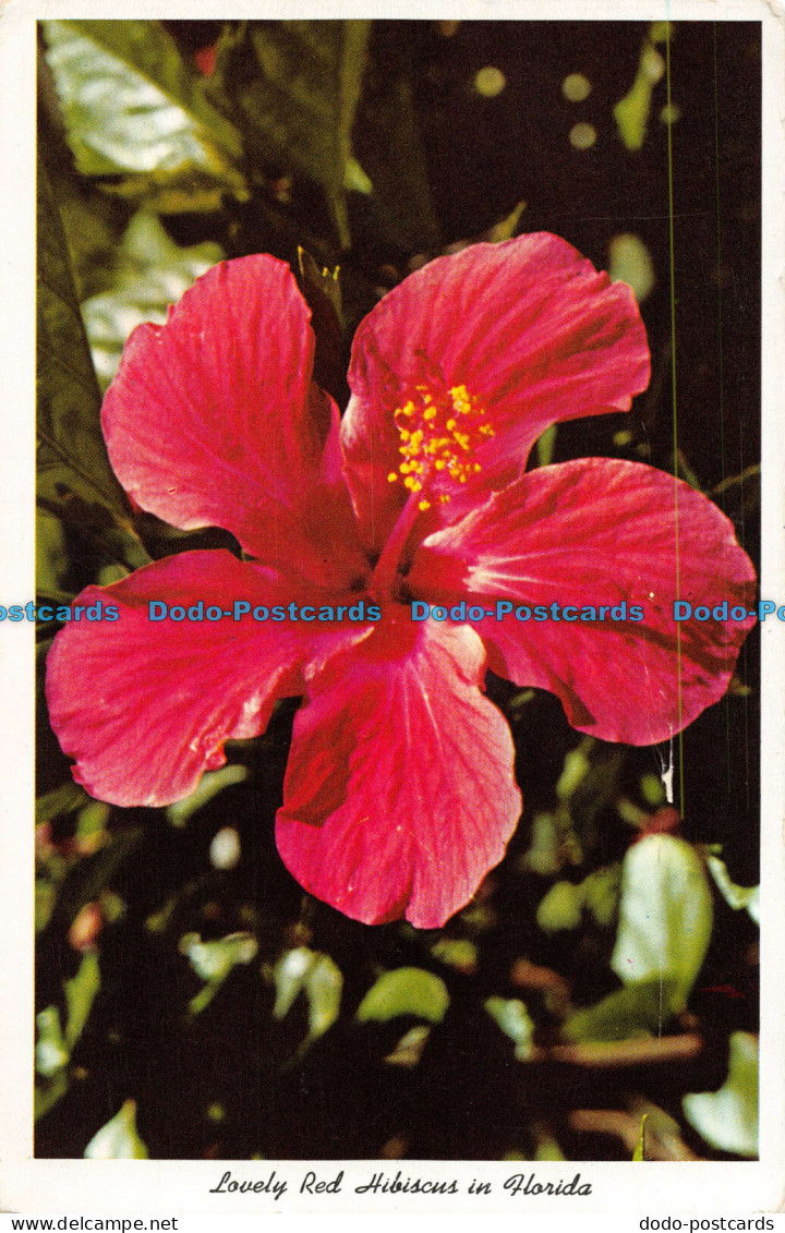 R076941 Lovely Red Hibiscus In Florida. FK. 127. Florida State Series - World