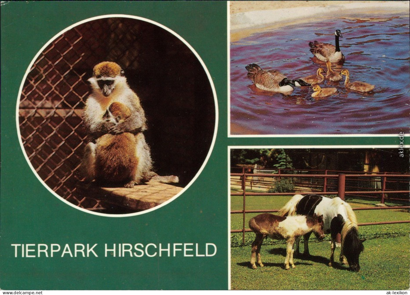 Voigtsgrün Hirschfeld Grüne Meerkatze, Riesenkanadagänse, Shetlandponys 1987 - Other & Unclassified