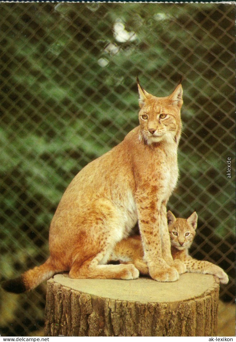 Dresden Zoologischer Garten: Nordluchse Ansichtskarte 1983 - Dresden