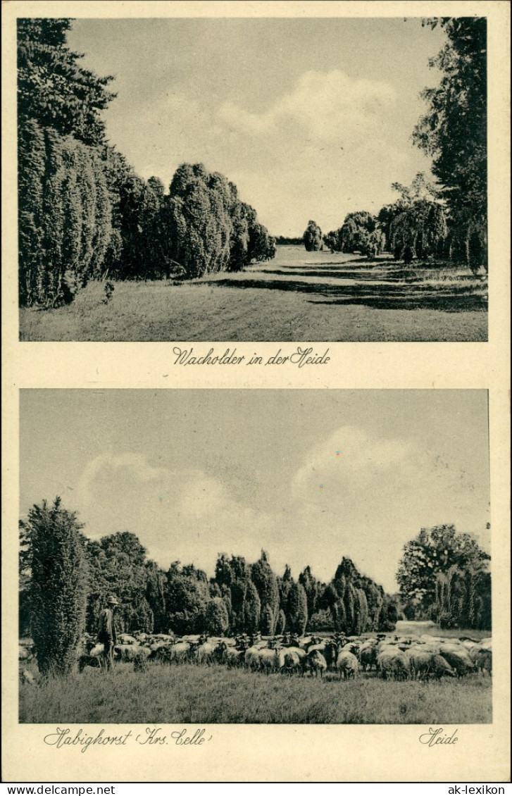 Ansichtskarte Habighorst-Eschede 2 Bild: Schafherde 1932 - Andere & Zonder Classificatie