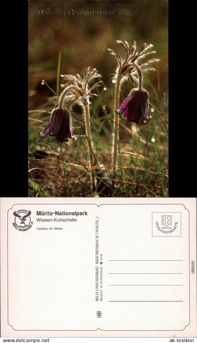 Müritz Nationalpark: Wiesen-Kuhschelle (Pflanze) Ansichtskarte 1990 - Otros & Sin Clasificación