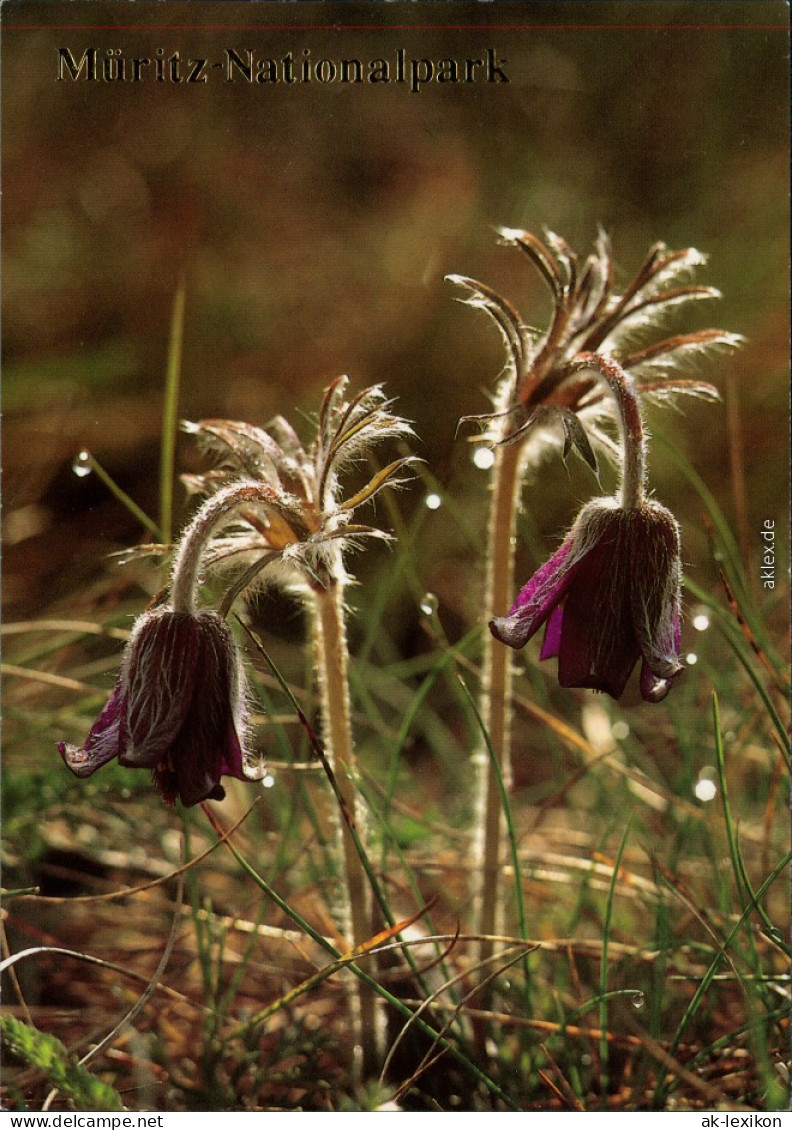 Müritz Nationalpark: Wiesen-Kuhschelle (Pflanze) Ansichtskarte 1990 - Altri & Non Classificati
