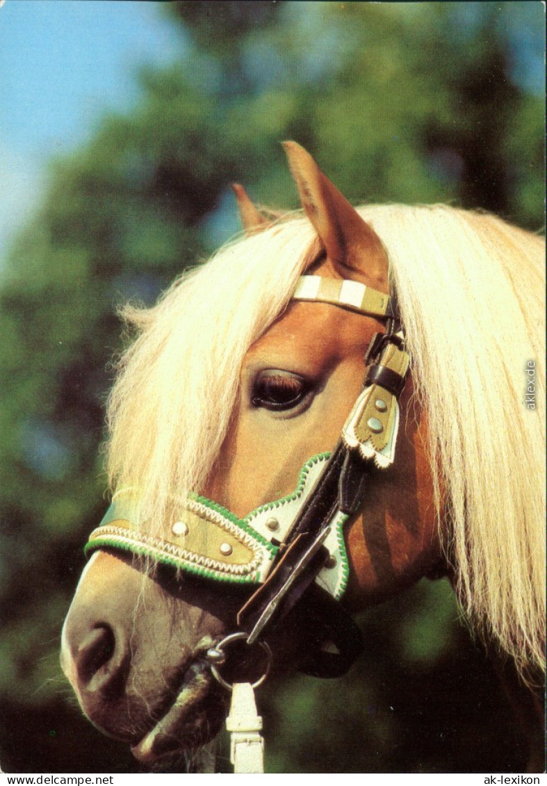 Moritzburg Hengstleistungsschau: Haflinger Zuchthengst "Wildfang" 1982 - Moritzburg