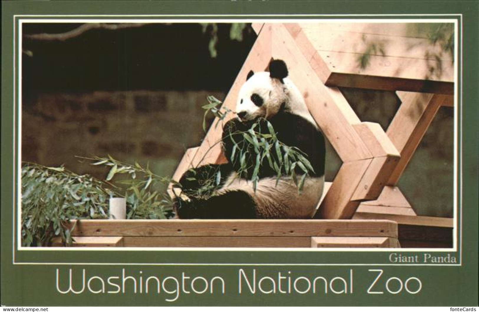 11491681 Washington DC National Zoological Park Panda  - Washington DC
