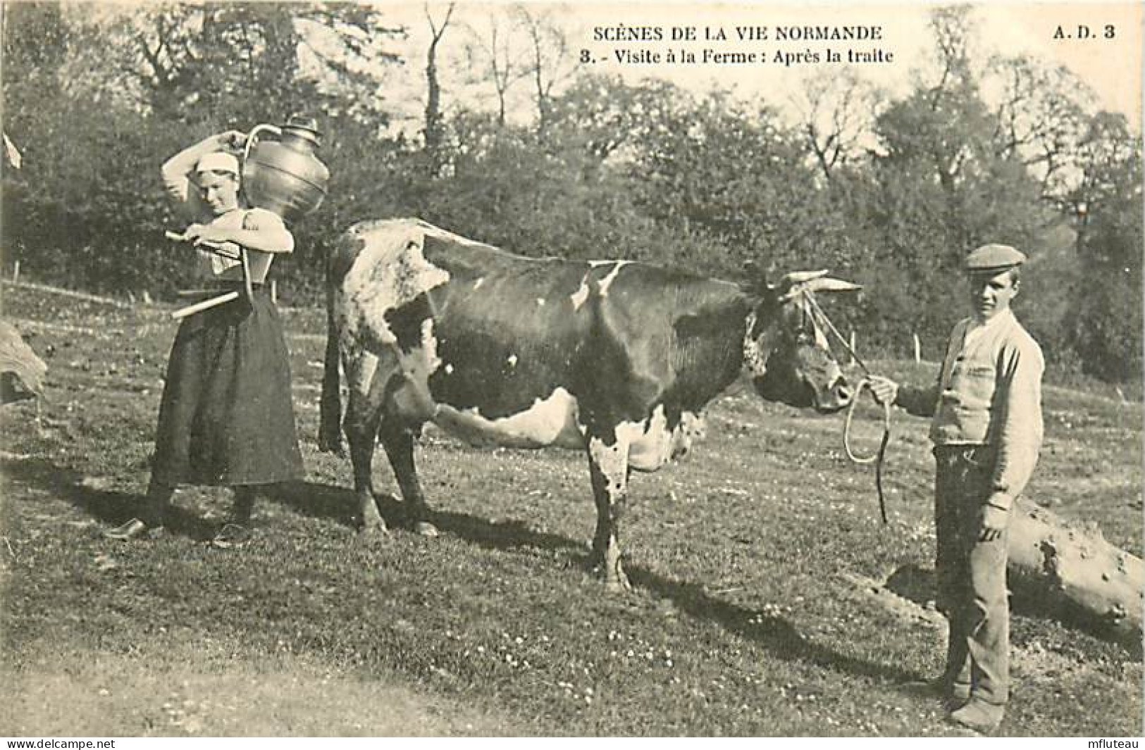 14* VIE NORMANDE Apres La Traite     RL,1039 - Elevage