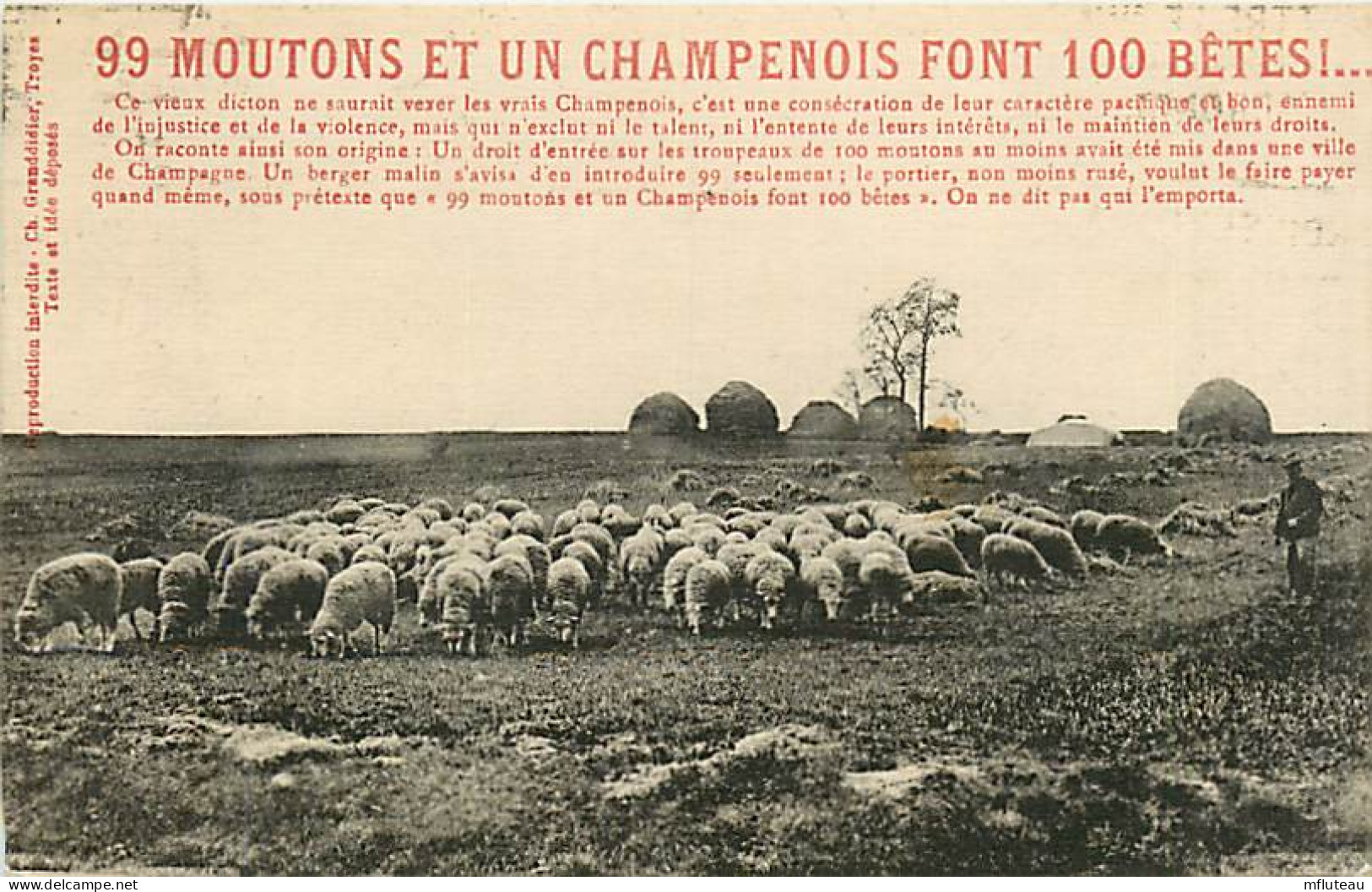 10* CHAMPAGNE  99 Moutons Et 1 Champenois    RL,0726 - Other & Unclassified