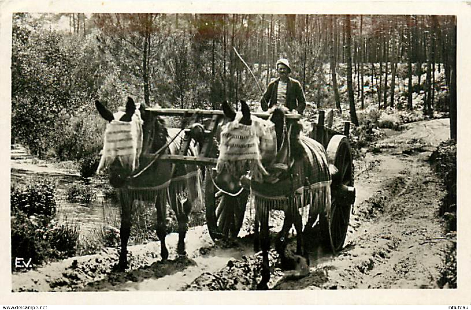 40* LANDES  Attelage De Mules   CPSM(9x14cm) RL03,0391 - Teams