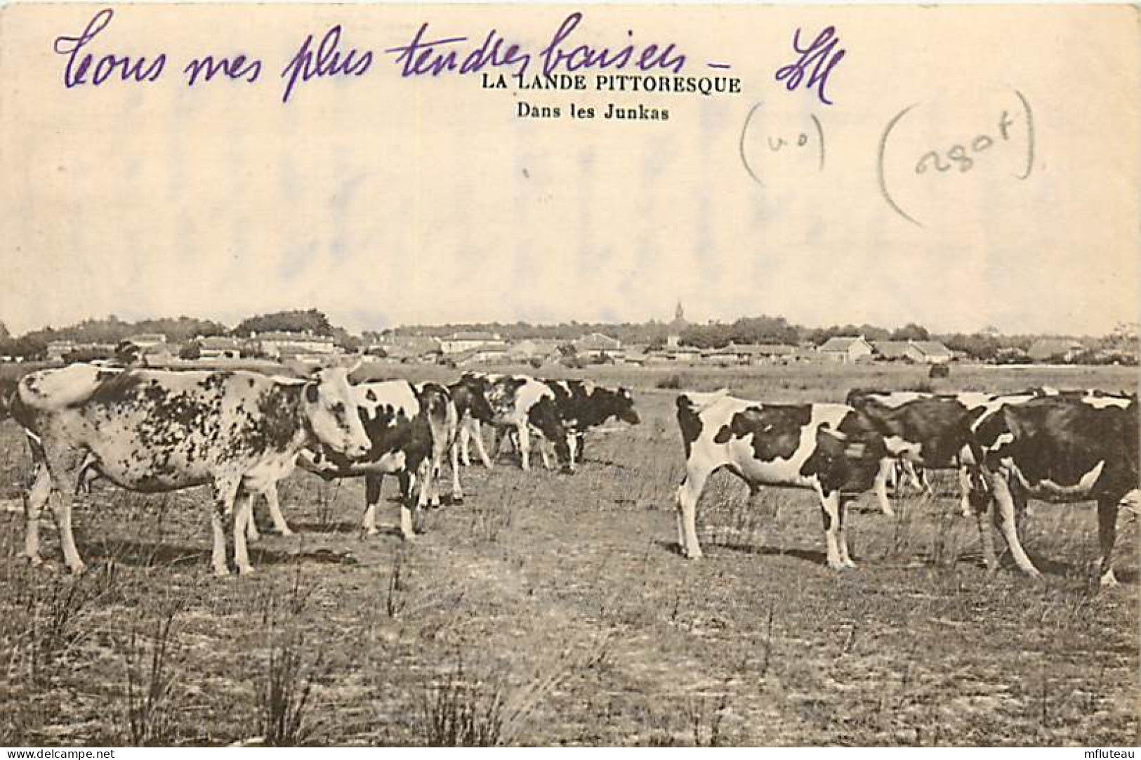 40* LANDES  Dans Les Junkas  Bovins    RL03,0384 - Autres & Non Classés