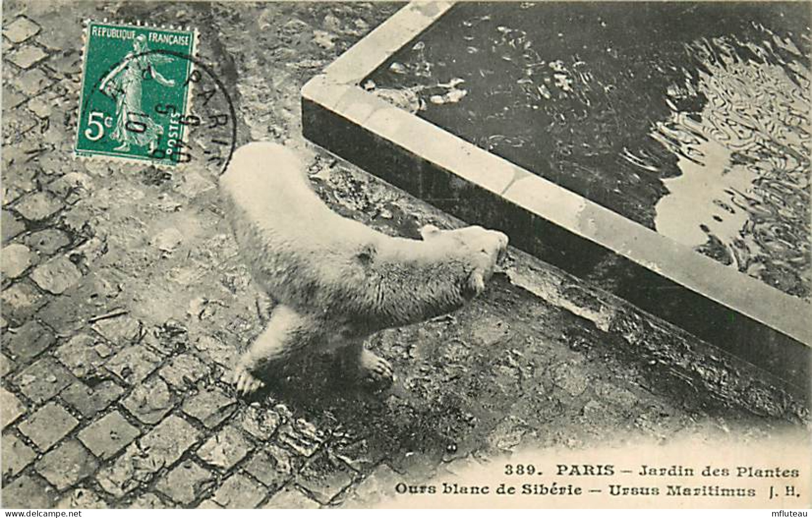 75* PARIS  5e  Jardin Des Plantes ours Blanc     RL04 .0747 - Arrondissement: 05