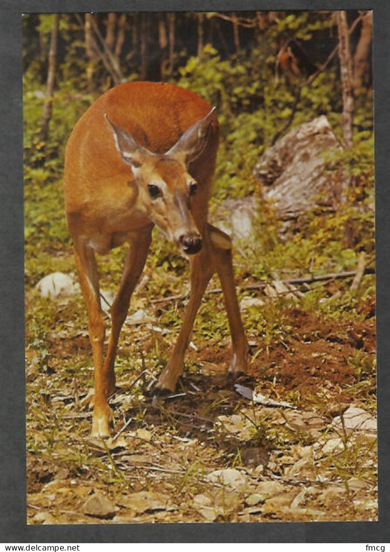 Canada - Ontario - Deer In Algonquin Park, Unused - Andere & Zonder Classificatie