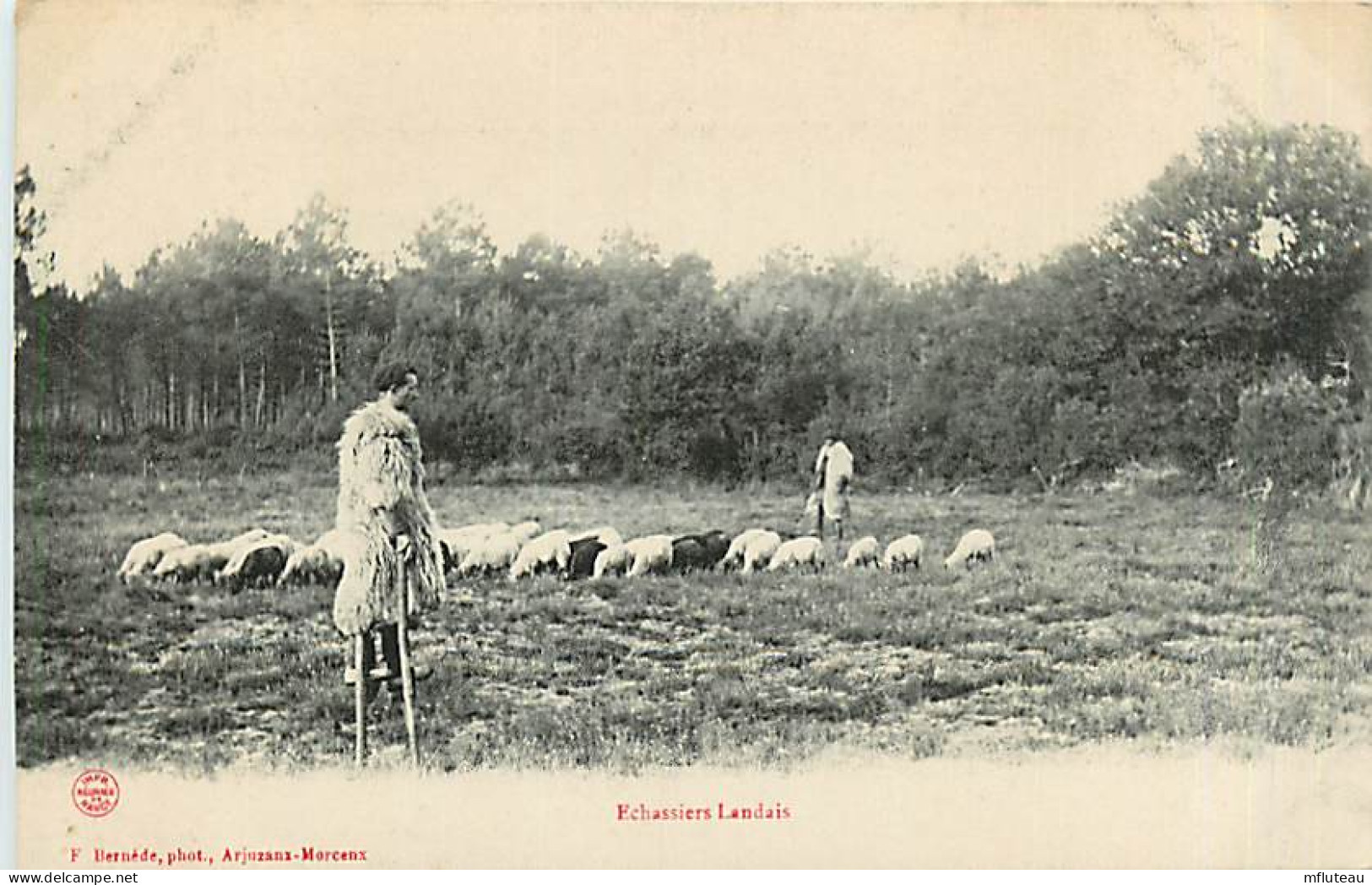 40* LANDES Echassiers      RL05.1367 - Viehzucht