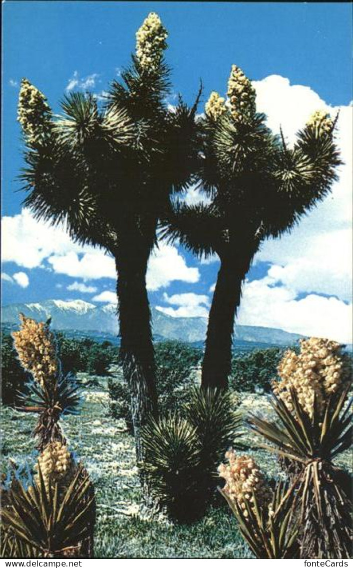 11491415 Palm_Springs Joshua Tree Forest Nationalpark - Andere & Zonder Classificatie