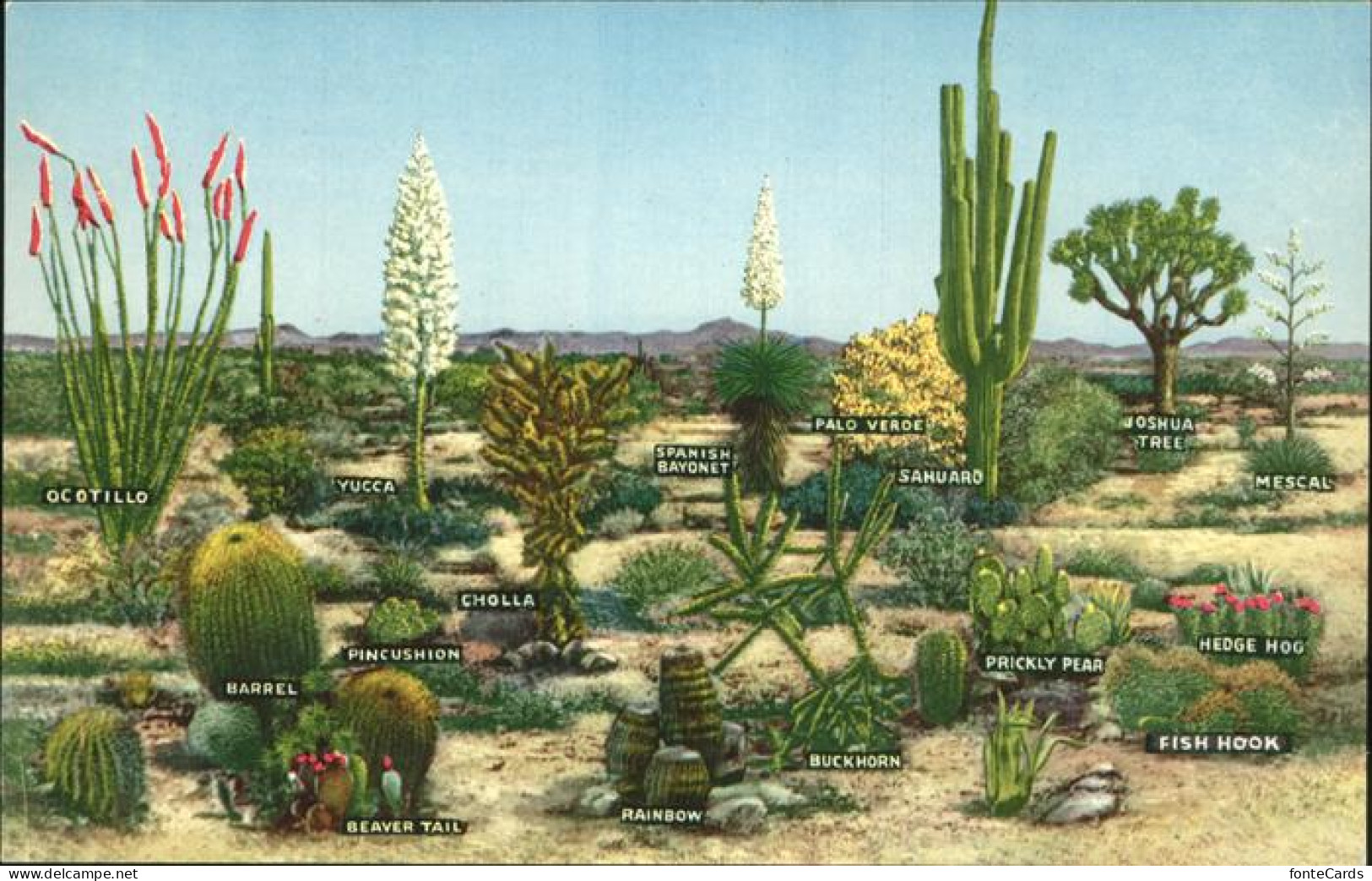 11491340 Palm_Springs Varieties Of Desert Vegetation - Andere & Zonder Classificatie