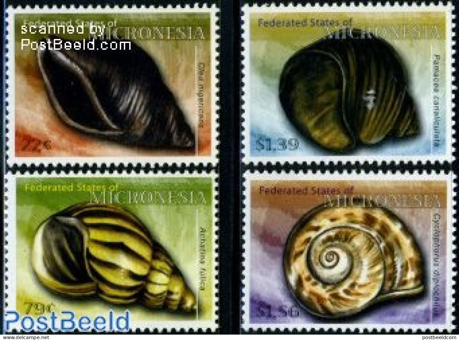 Micronesia 2009 Seashells 4v, Mint NH, Nature - Shells & Crustaceans - Meereswelt