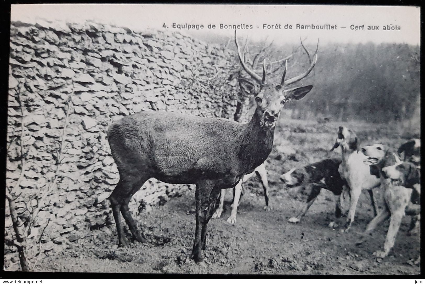 Chasse à Courre - Equipage Bonnelles - Foret De Rambouillet - Cerf Aux Abois - Jagd