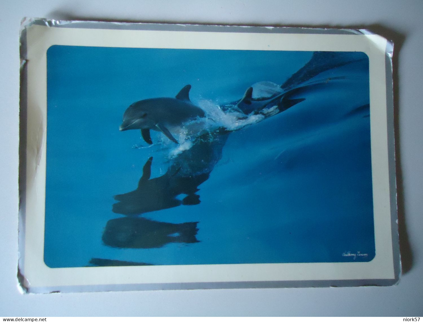 GREECE   POSTCARDS  FISHES DOLPHINS    MORE  PURHASES 10%  DISSCOUNT - Dolfijnen