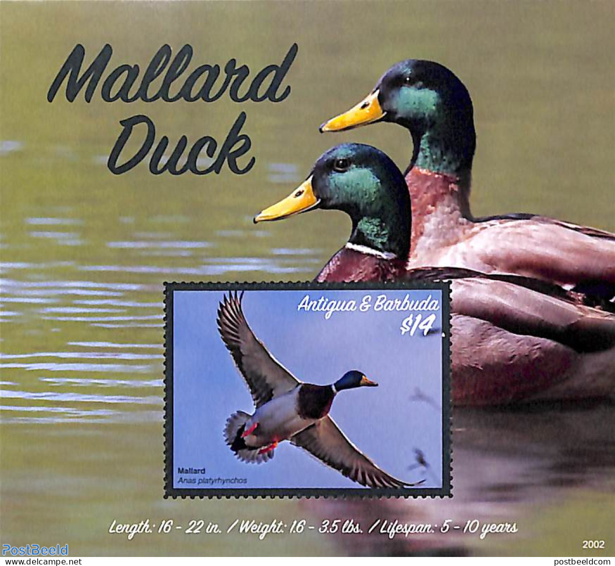 Antigua & Barbuda 2020 Mallard Duck S/s, Mint NH, Nature - Birds - Ducks - Antigua Y Barbuda (1981-...)