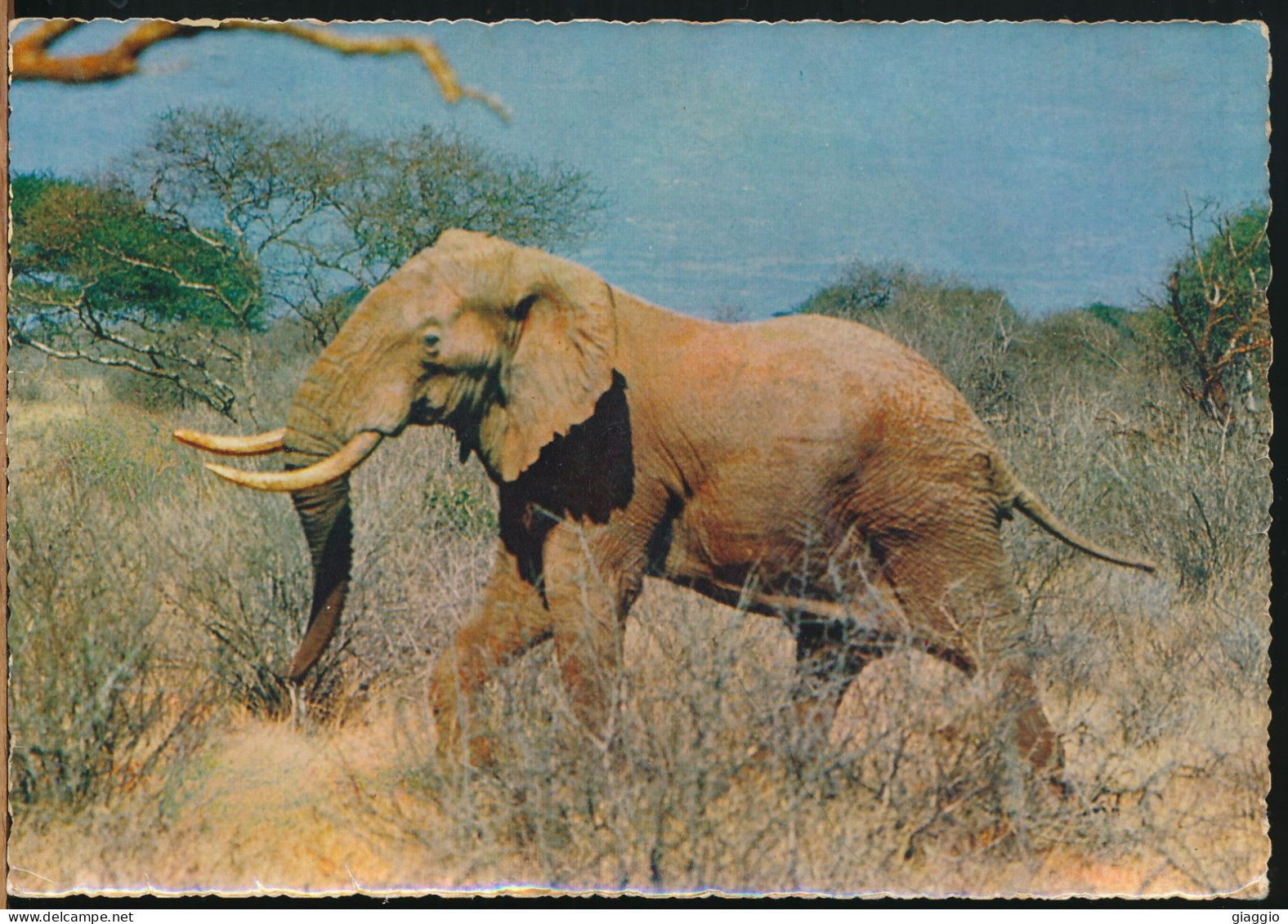 °°° 30904 - GIOVANE ELEFANTE AFRICANO °°° - Éléphants