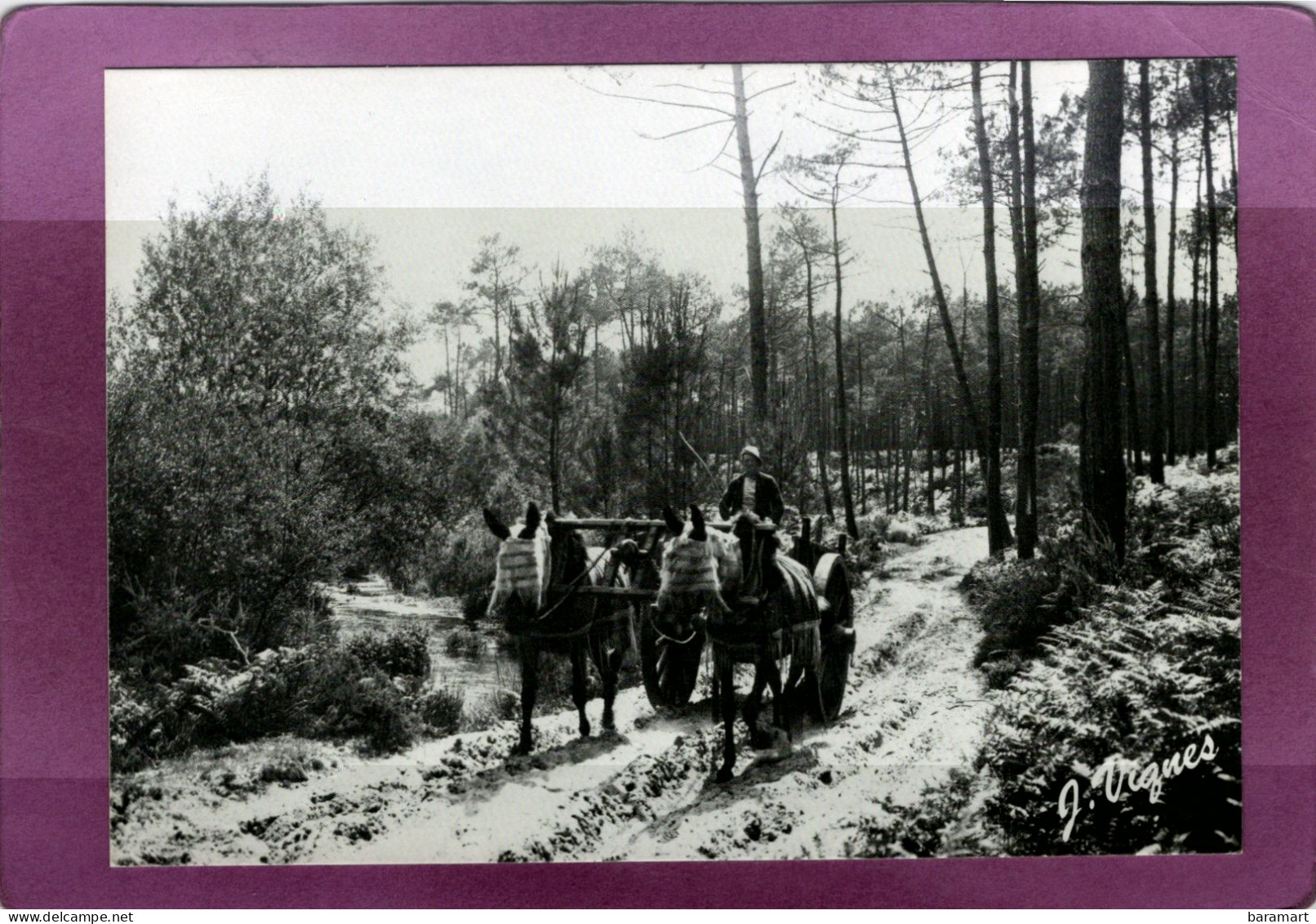 40 LES LANDES D'AUTREFOIS Attelage De Mules - Autres & Non Classés