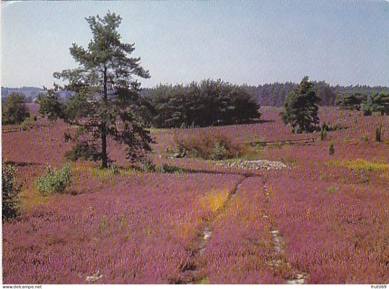 AK 211082 GERMANY - Lüneburger Heide - Lüneburger Heide