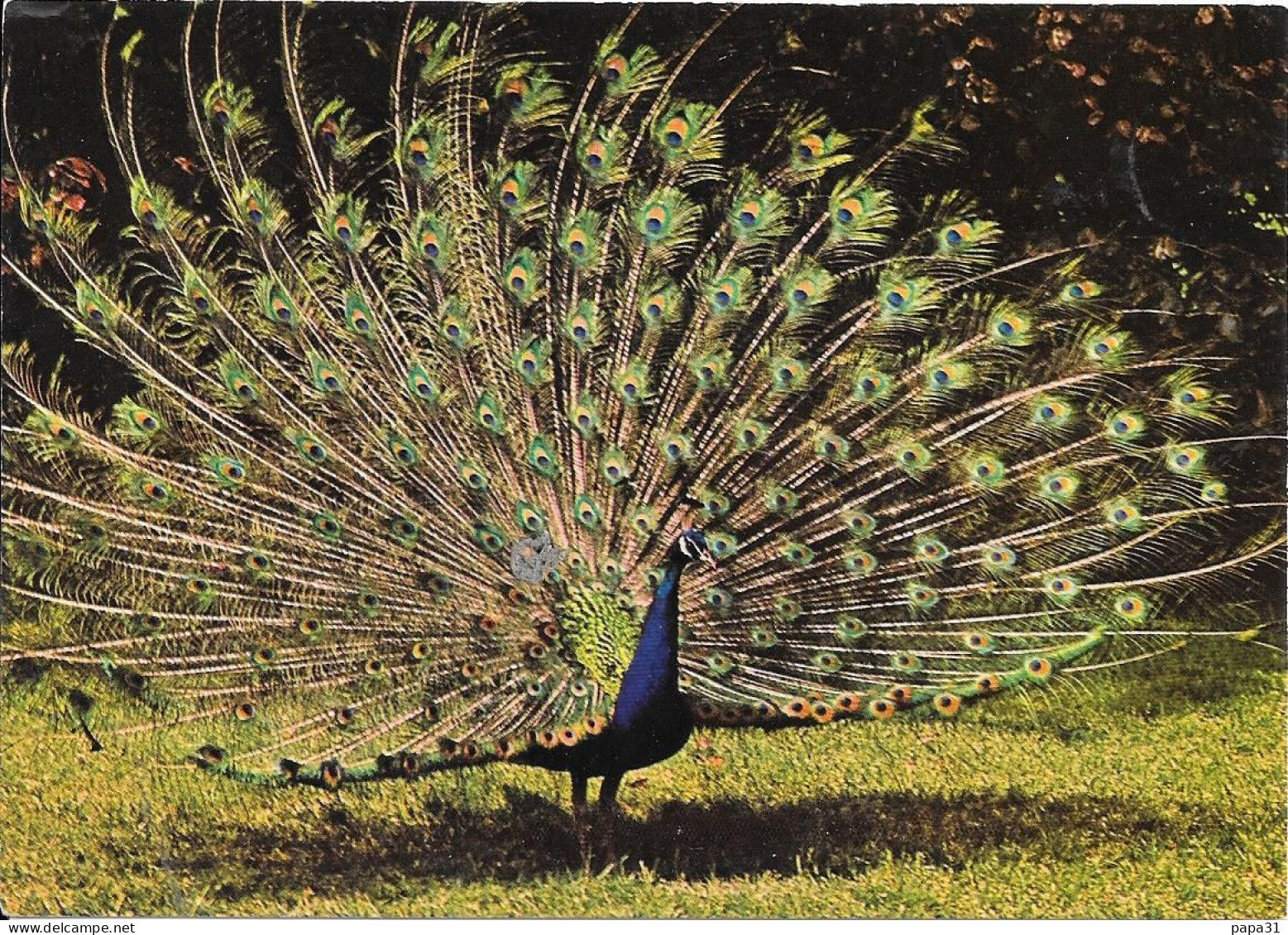 PAON BLEU  Originaire De L'INDE Et De CEYLAN - Andere & Zonder Classificatie