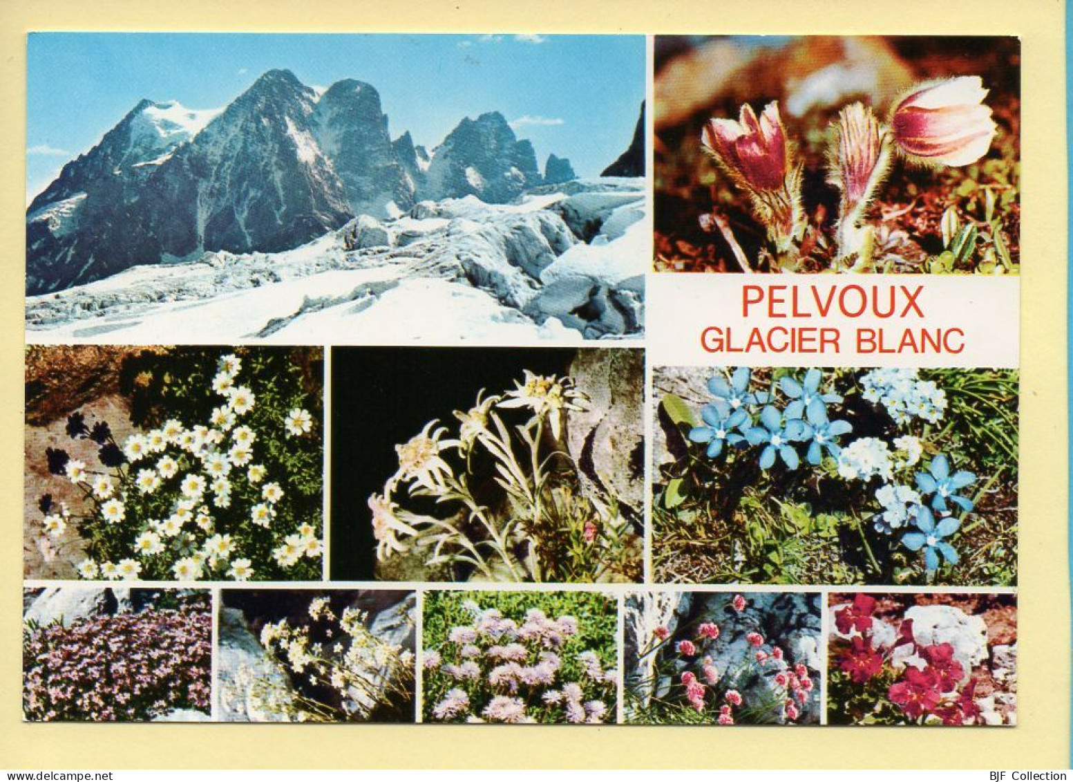 05. PELVOUX – Glacier Blanc / Multivues (Fleurs) (voir Scan Recto/verso) - Sonstige & Ohne Zuordnung