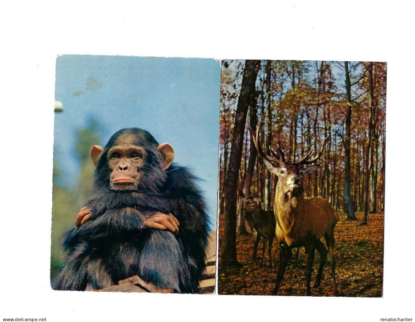 Lot De 8 Cartes Postales"Animaux". - Sammlungen & Sammellose