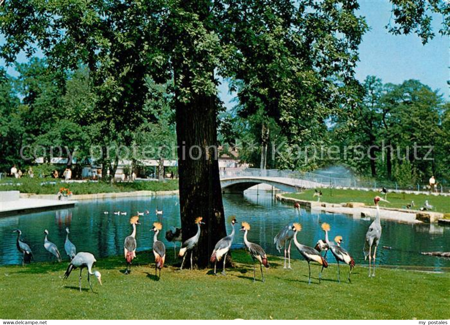 72993648 Hannover Zoologischer Garten Stelzvogelwiese Hannover - Hannover