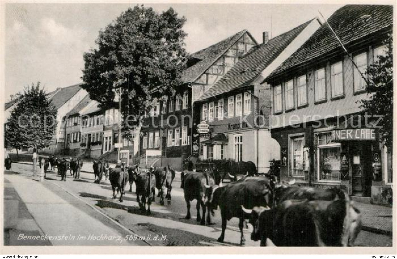 72992520 Benneckenstein Harz Viehtrieb Benneckenstein Harz - Autres & Non Classés