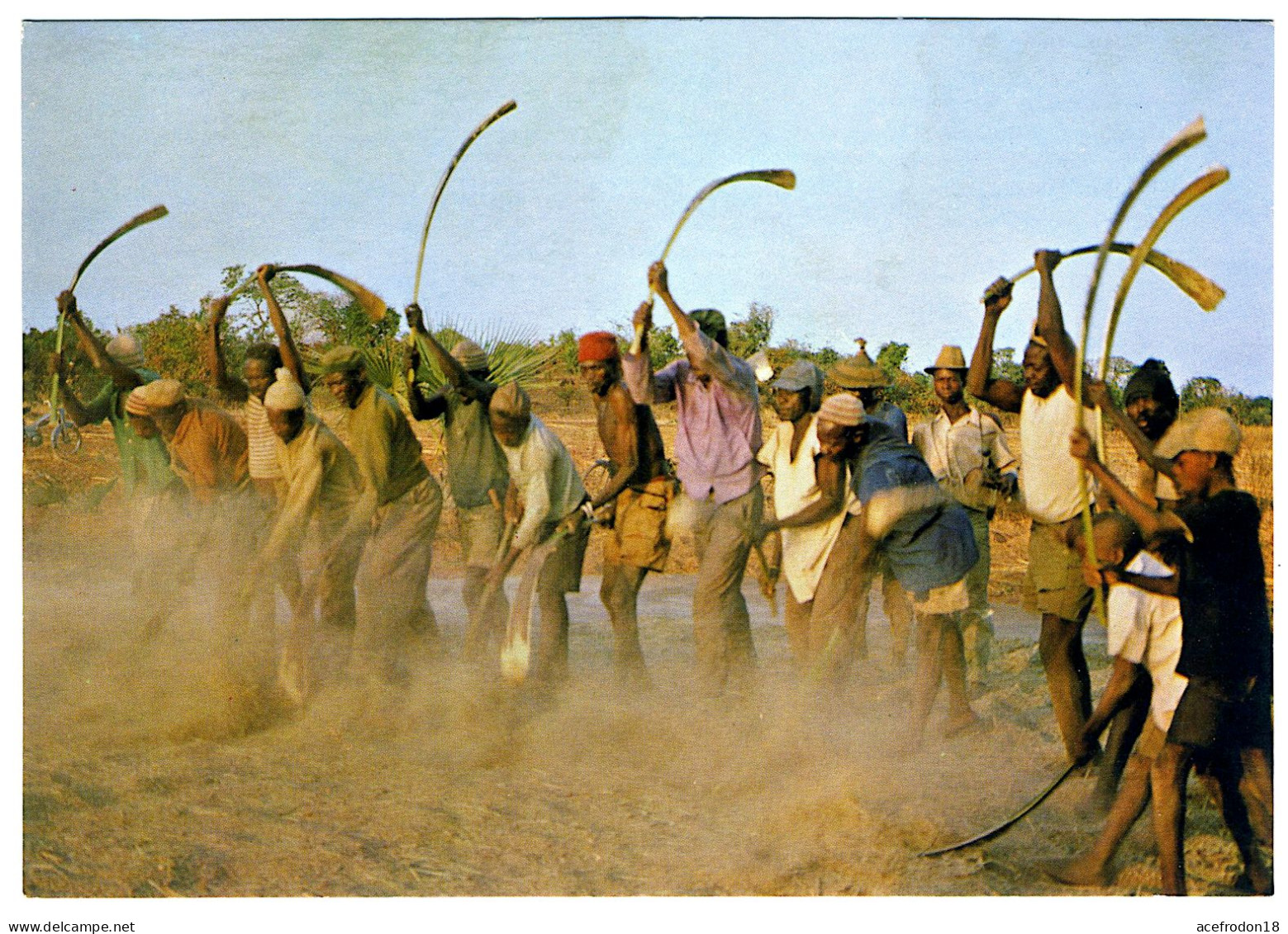 En Pays Turka Douna - Battage Collectif Du Riz Avec Hampes De Palmes De Rôniers Pour Fléaux - Burkina Faso