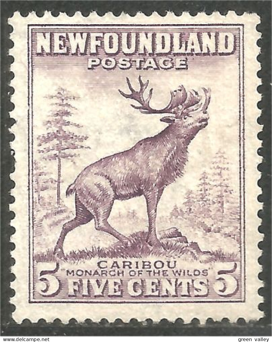 Terre Neuve Newfoundland Caribou Reindeer Renne (XCNF-132) - 1908-1947