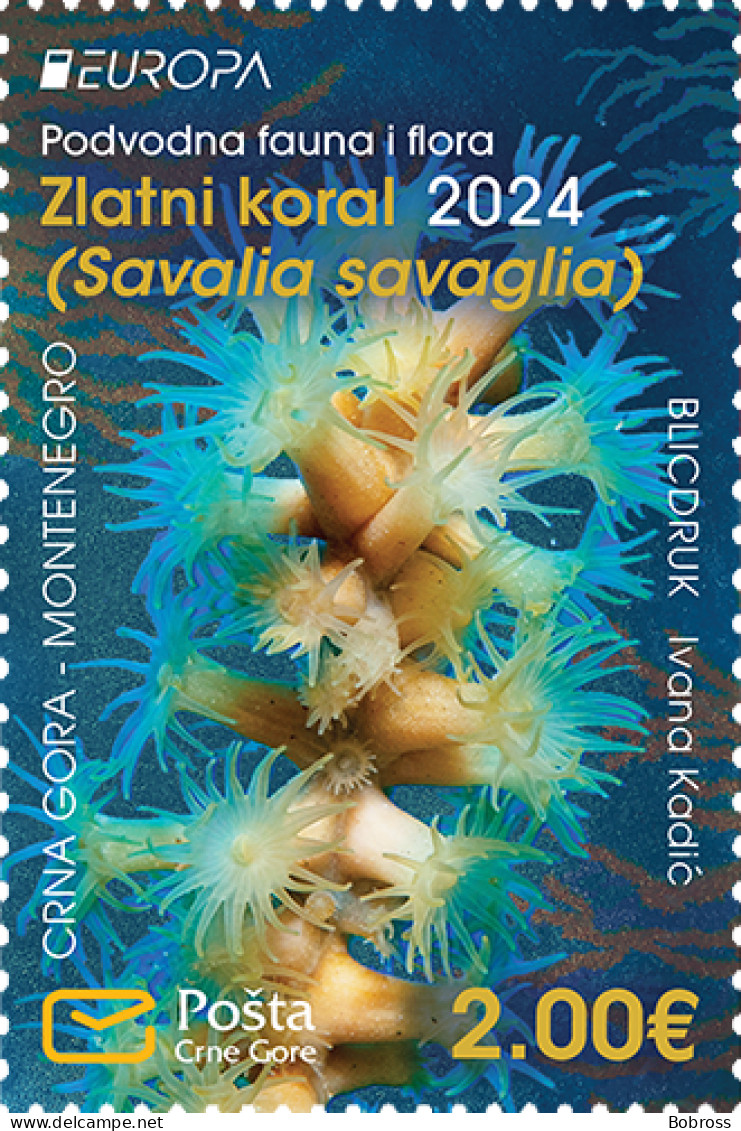 2024 Europe, Underwater Fauna And Flora Golden Coral (Savalia Savaglia) Montenegro, MNH - Montenegro