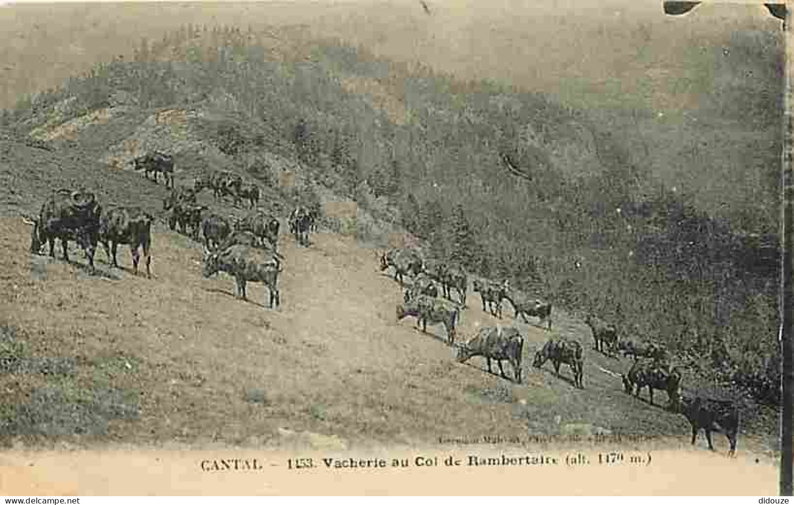 15 - Rambertaire - Vacherie Au Col De Rambertaire - Vaches - Voyagée En 1922 - CPA - Voir Scans Recto-Verso - Autres & Non Classés