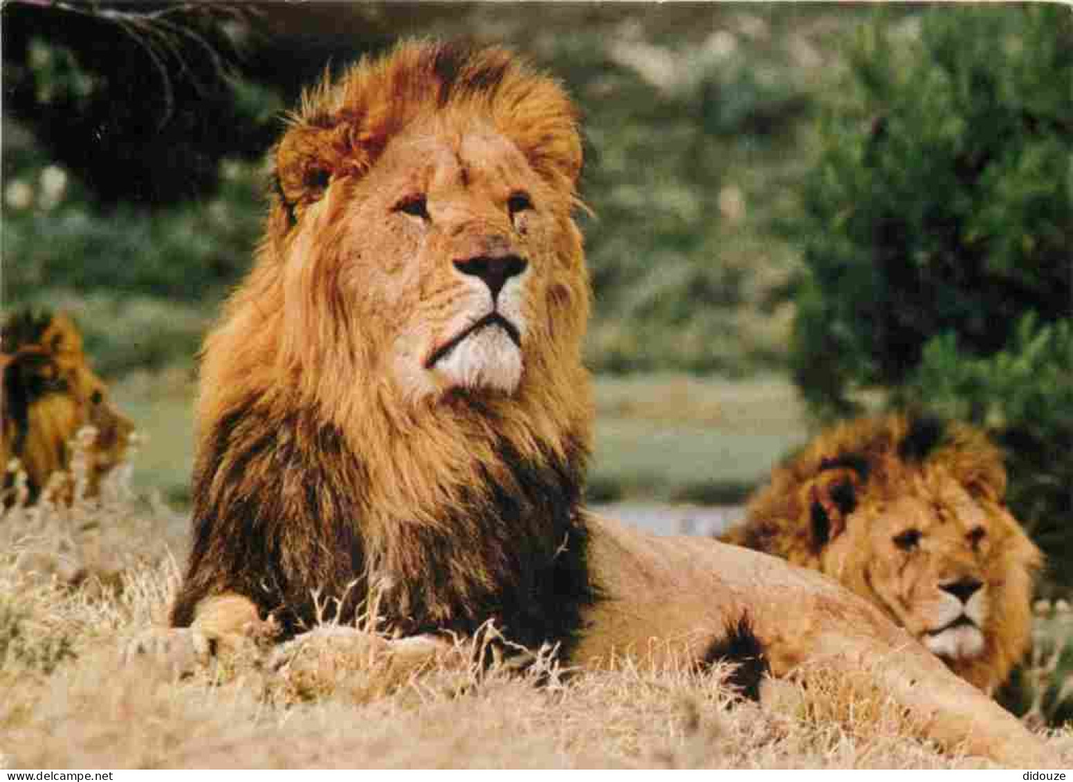 Animaux - Fauves - Lion - Réserve Africaine De Sigean - Zoo - CPM - Voir Scans Recto-Verso - Löwen